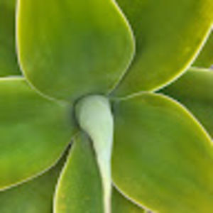 Meet your Posher, Prevan l